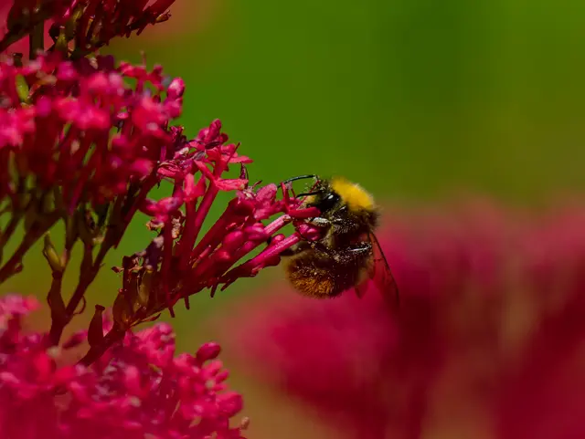 Hummel | Foto: Eigenes Bild TB