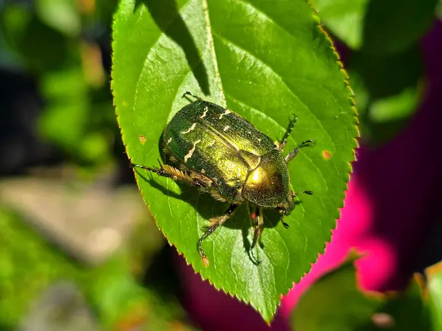 Foto: Heidrun Rosenberger