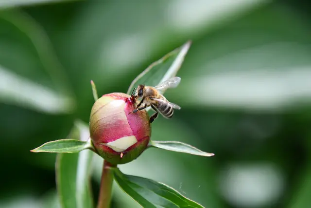 ...alle anderen hatten noch große Knospen | Foto: JuKo