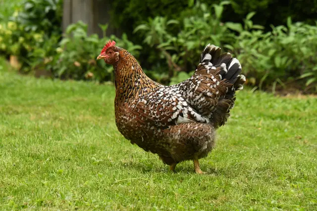 Das Huhn Rose war der Star | Foto: JuKo
