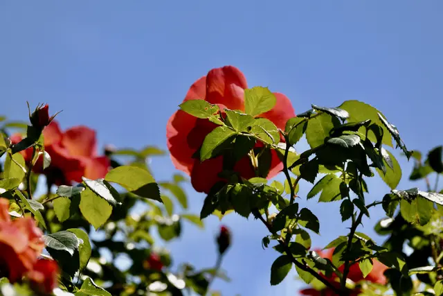 Foto: ED