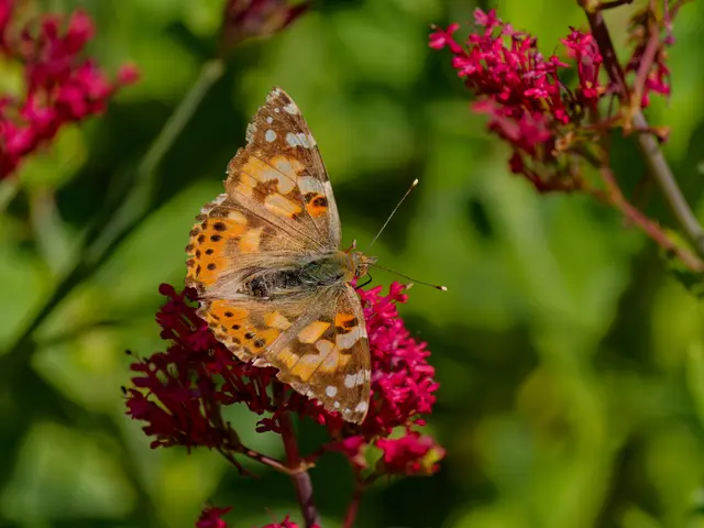Distelfalter | Foto: Eigenes Bild TB