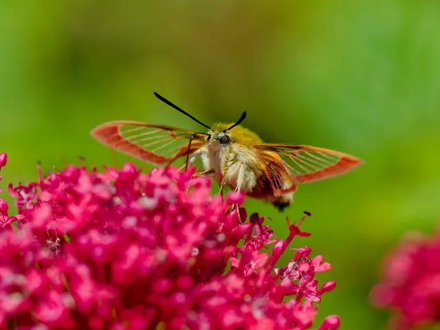 Hummelschwärmer | Foto: Eigenes Bild TB