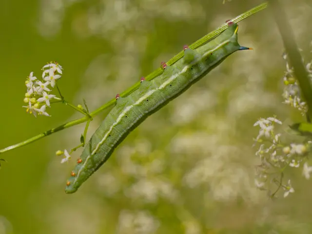 Raupe Taubenschwänzchen | Foto: Eigenes Bild TB