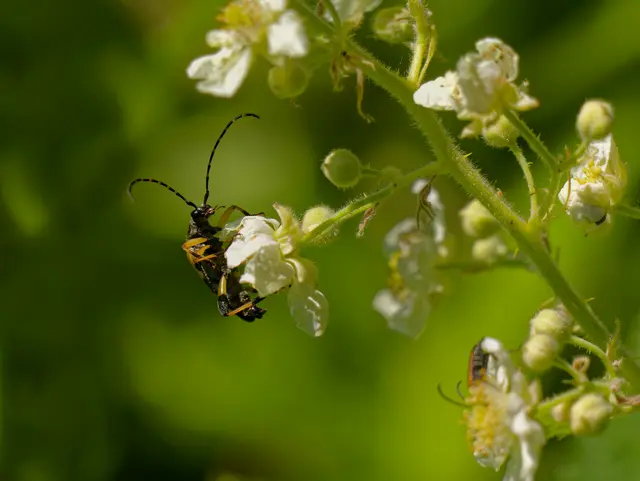 Schmalbockäfer an der Brombeere | Foto: Eigenes Bild TB