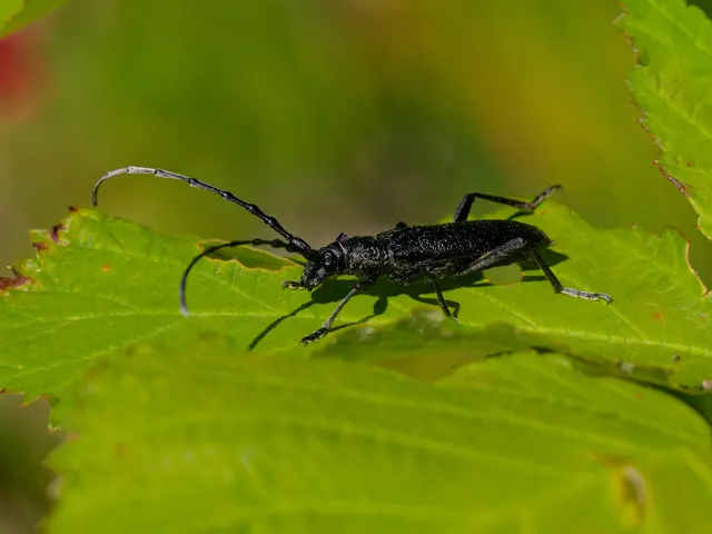 Kleiner Eichenbockkäfer | Foto: Eigenes Bild TB