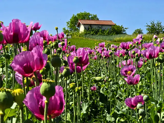 Foto: Heidrun Rosenberger