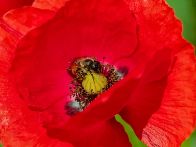 Klatschmohn mit Wildbiene | Foto: Eigenes Bild TB