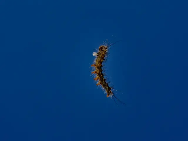 freischwebende Raupe | Foto: Eigenes Bild TB