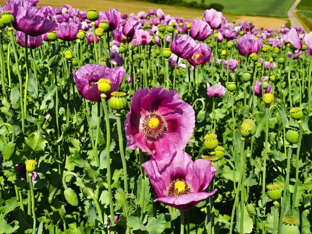 Foto: Heidrun Rosenberger