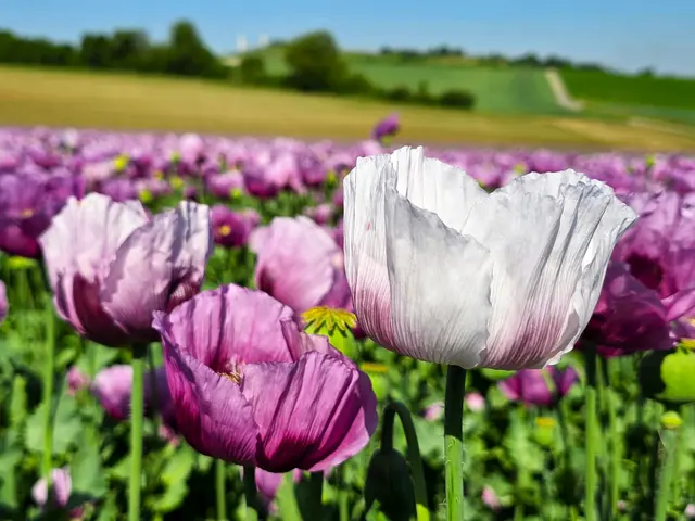Foto: Heidrun Rosenberger