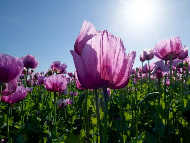 Mohn im Gegenlicht | Foto: Jörg Haffelder