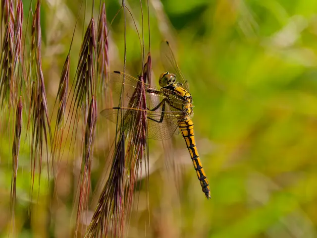 Blaupfeilweibchen | Foto: Eigenes Bild TB