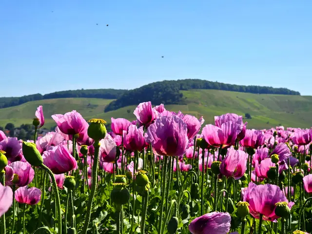 Foto: Heidrun Rosenberger