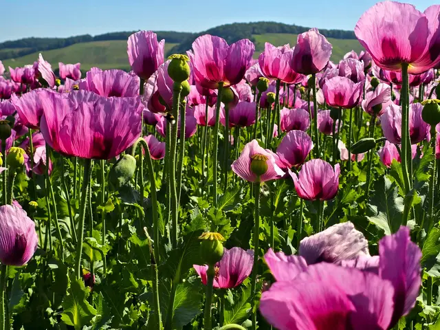 Foto: Heidrun Rosenberger