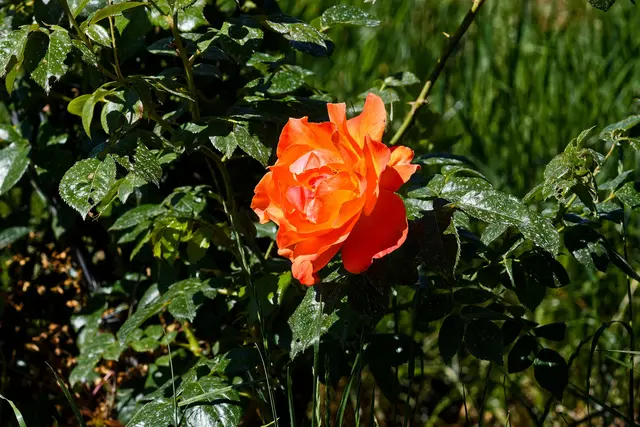 Foto: WKY
