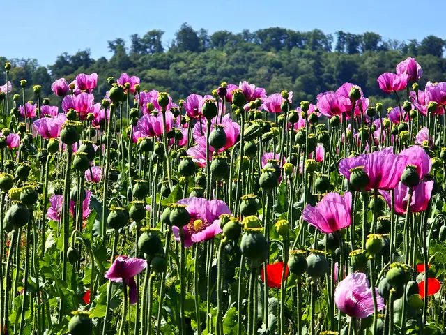 Foto: Heidrun Rosenberger