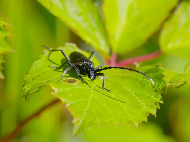 großer Bockkäfer | Foto: Eigenes Bild TB