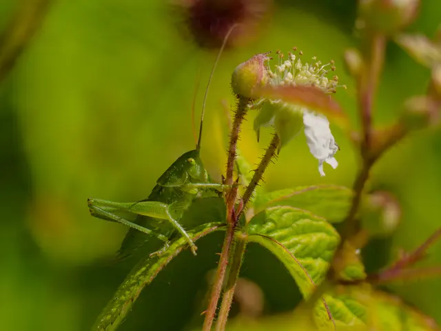 Grashüpfer | Foto: Eigenes Bild TB