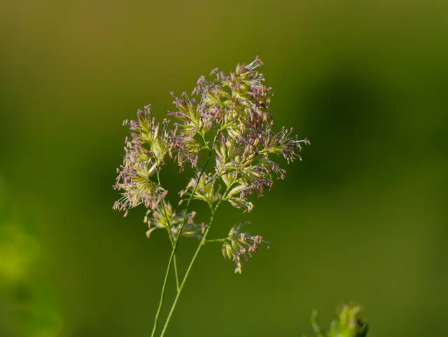 Knäuelgras | Foto: Eigenes Bild TB