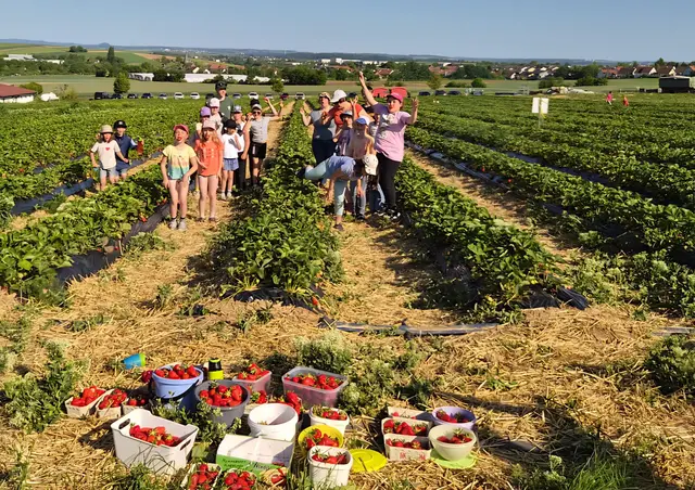 Die Kinder der GINK.o.-Jungschar freuten sich sehr über die leckeren Erdbeeren, die sie auf dem Beerenhof der Familie Grötzinger in Dürrenzimmern pflücken durften. | Foto: Jungschar Brackenheim