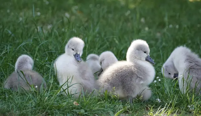 Tierkinder Schwäne Küken
