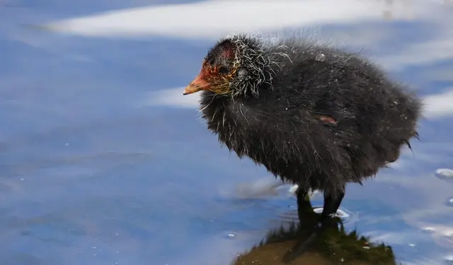 Blessrallenküken Tierbabys Küken