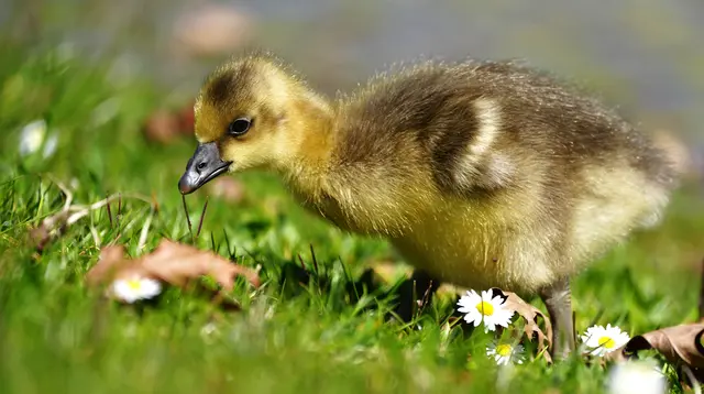 Graugansküken Tierbaby Küken