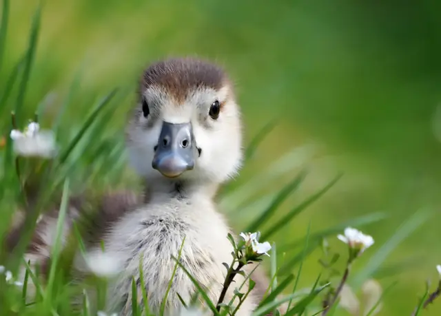 Nilgansküken Küken Nilgans