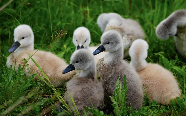 Küken Schwäne Tierbabys Tierkinder