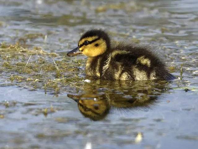 Entenküken, Ente Küken Tierbabys