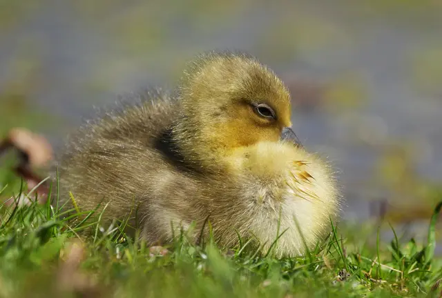 Graugansküken Küken Graugans Tierbabys