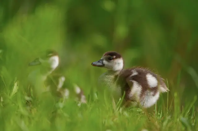 Nilgansküken Tierbabys Tierkinder Küken