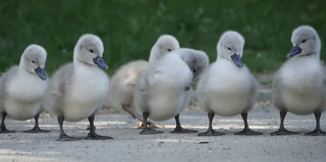 Schwan Küken Schwanenküken Tierkinder Tierbabys