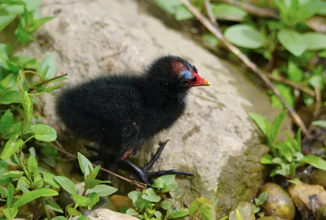 Teichhuhn Küken Tierbabys