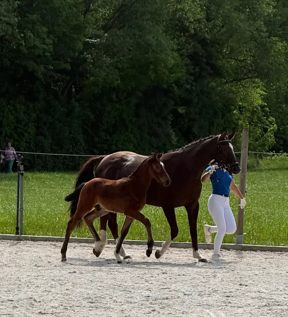 Stute mit Fohlen auf dem Öhringer Pferdetag in Cappel. | Foto: privat