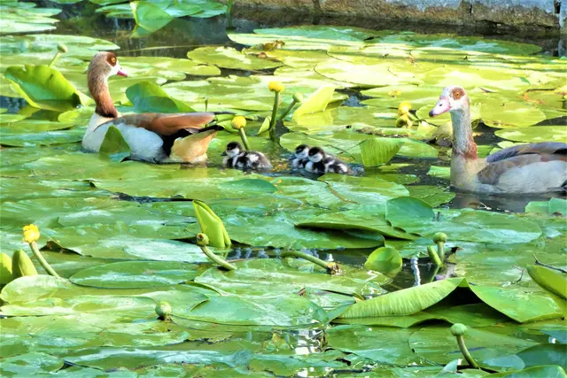 Familie Nilgans im Gemminger Schlosspark | Foto: Konrad Schomerus