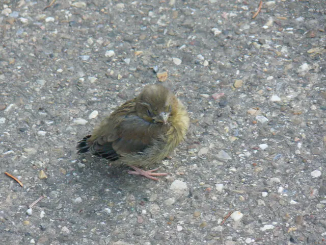 Das Grünfinkenküken hat sein Nest verlassen. | Foto: Konrad Schomerus