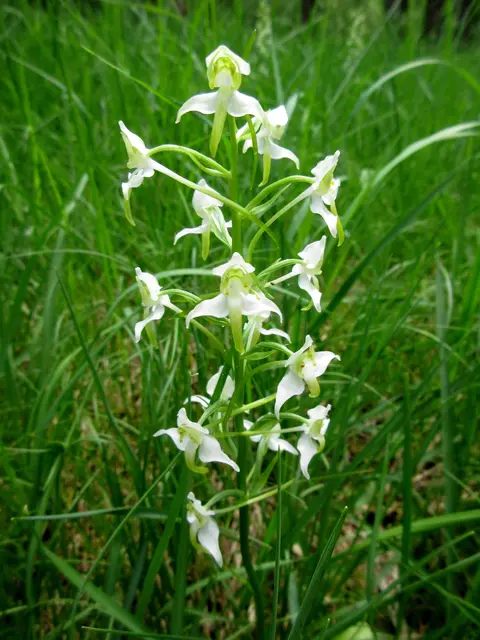 Waldhyazinthe | Foto: WandernGabyErich