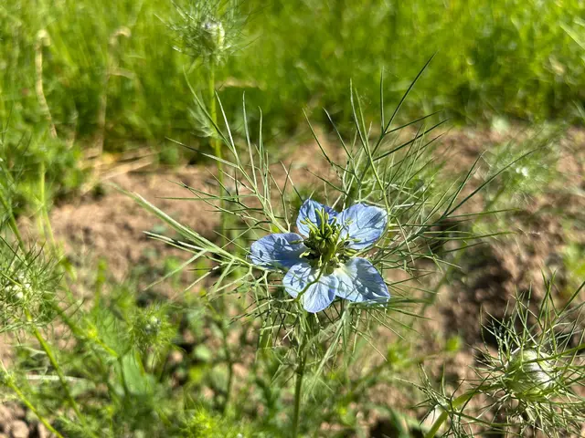 Eine Jungfer im Grünen | Foto: Albverein Weinsberg