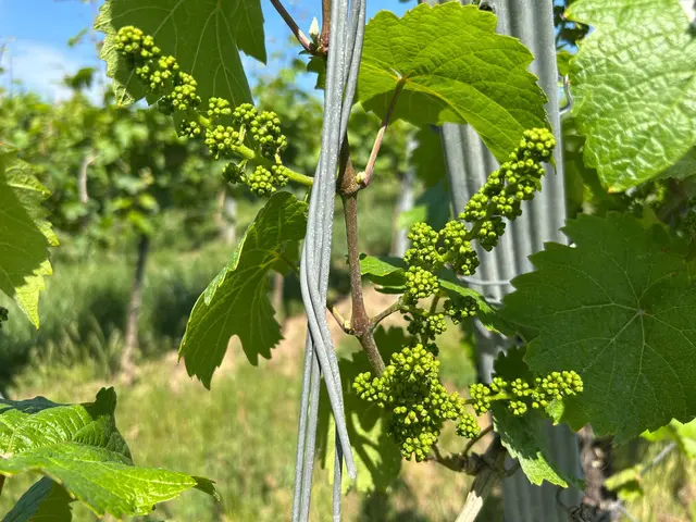 Der Wein gedeiht auch  | Foto: Albverein Weinsberg