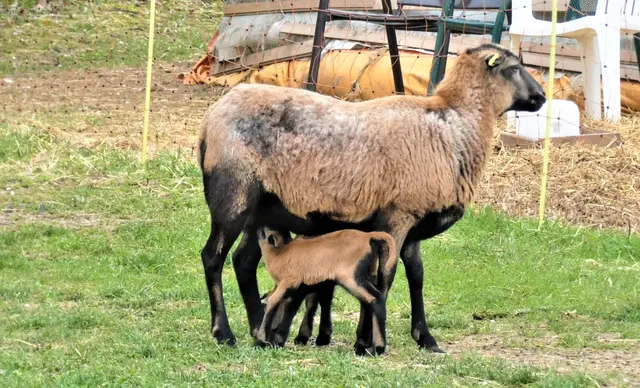 Hewrumtoben macht hungrig | Foto: Konrad Schomerus