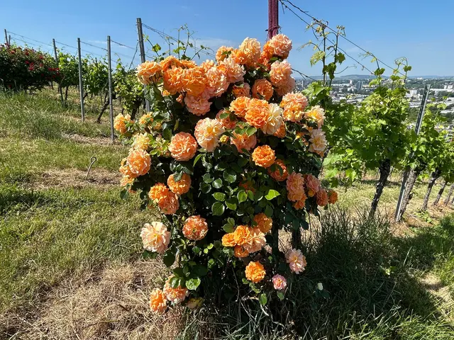 Eine Pracht Rose | Foto: Albvverein Weinsberg