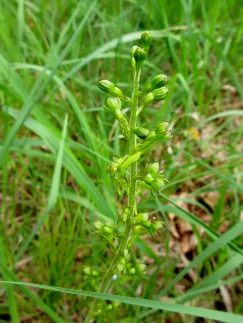 Das Zweiblatt, auch eine geschützte Orchidee, die leider aus Unwissenheit oftmals zertreten wird, da sie durch ihre unscheinbare Farbe nicht als Rarität erkannt wird und zudem oft am Wegesrand wächst | Foto: WandernGabyErich