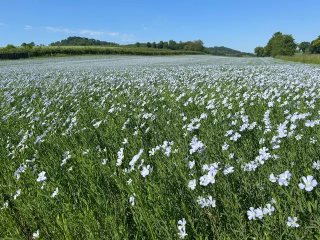 Ein Leinfeld für Leinsamenöl, Leinsamen oder Leinenkleider | Foto: Albverein Weinsberg