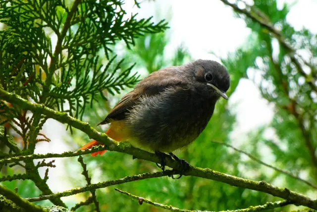 Ein Hausrotschwänzchenkind erforscht seine Umgebung | Foto: Konrad Schomerus