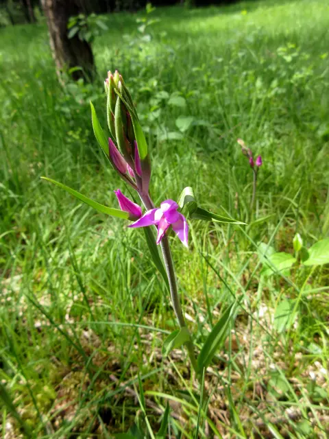 Das seltenere Rote Waldvögelein, wie alle Orchideen streng geschützt | Foto: WandernGabyErich