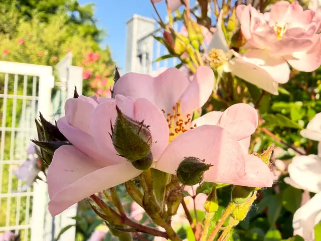 Foto: Heide Böllinger aus Bad Friedrichshall