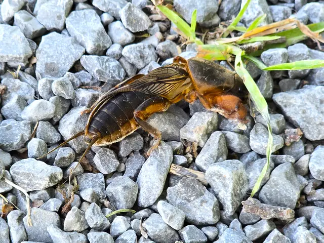 um sich dann wieder in den Untergrund zu graben. | Foto: Heidrun Rosenberger
