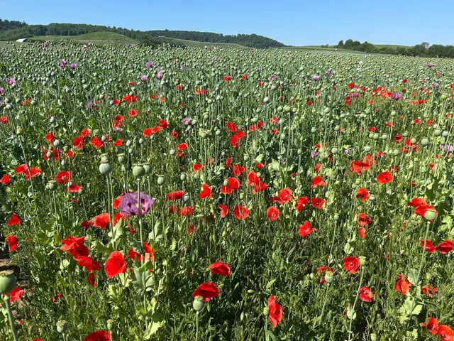 Die Farben haben gewechselt rot und rosa | Foto: Albverein Weinsberg